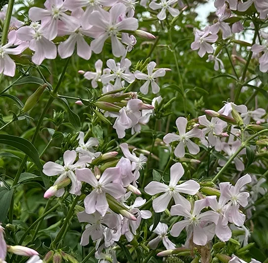 Echtes Seifenkraut (Saponaria officinalis) Saatgut – Bild 4