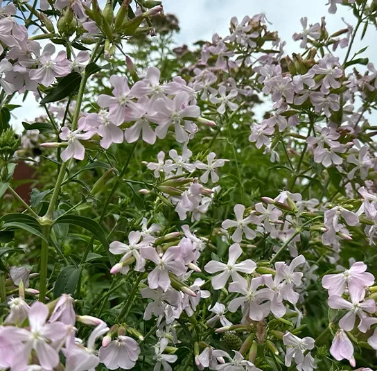Echtes Seifenkraut (Saponaria officinalis) Saatgut – Bild 8