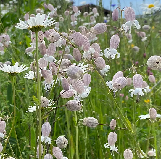 Taubenkropf-Leimkraut (Silene vulgaris) Saatgut