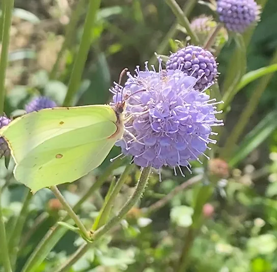 Teufelsabbiss (Succisa pratensis) Saatgut
