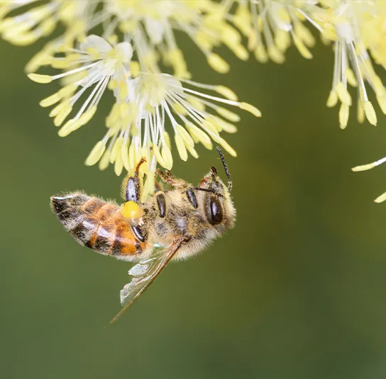 Thalictrum flavum ssp.glaucum – Gelbe Wiesenraute