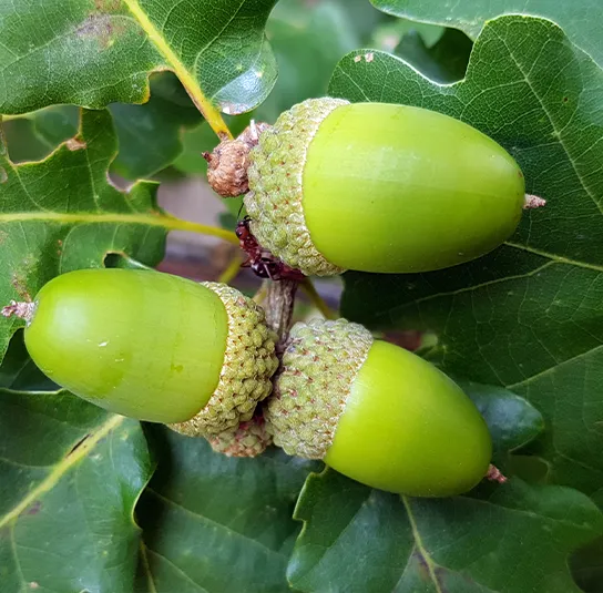 Quercus petraea – Traubeneiche