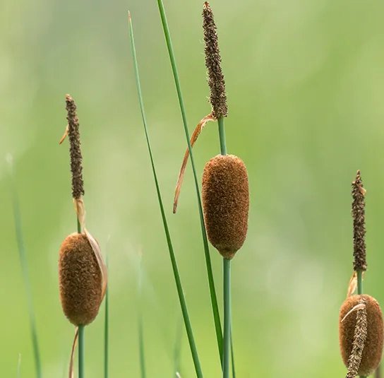 Typha minima – Zwerg-Rohrkolben