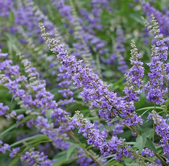 Vitex agnus-castus – Mönchspfeffer – Wildform – Bild 4