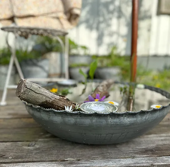 Wasserschale groß inkl. Pflanzen – nährstoffreich